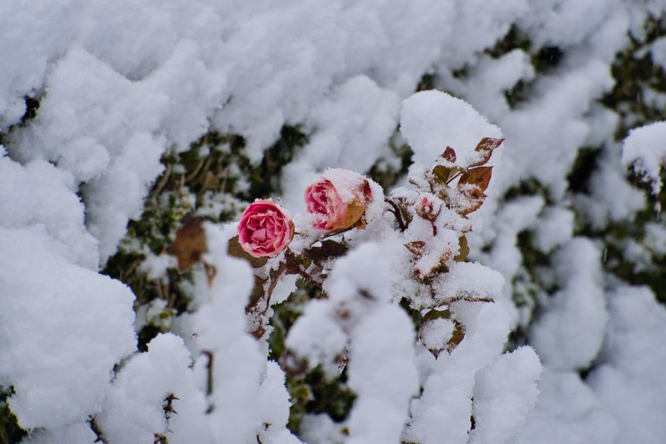 Pink roses covered in snow, showcasing nature's resilience in winter.